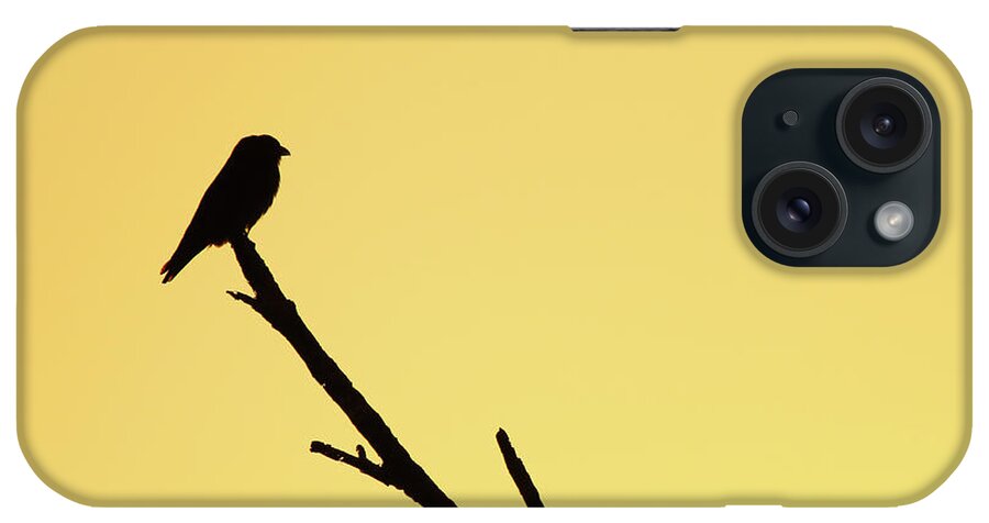 Australia iPhone Case featuring the photograph Dollarbird Sunrise Silhouette by Max Allen