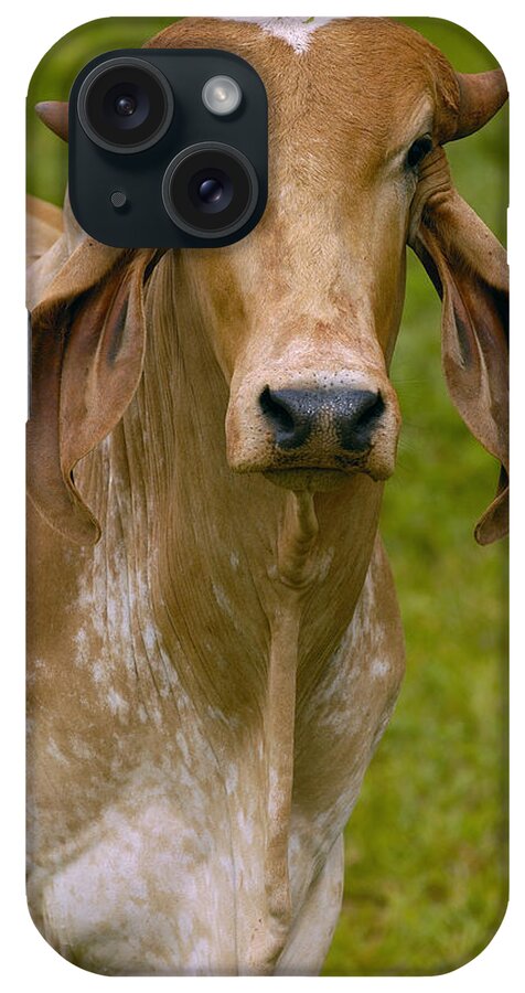Mp iPhone Case featuring the photograph Domestic Cattle Bos Taurus Male by Pete Oxford