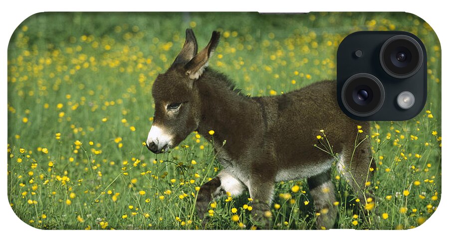 Mp iPhone Case featuring the photograph Donkey Equus Asinus Foal In Field by Konrad Wothe