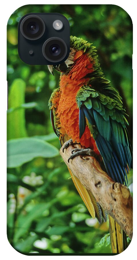 Parrot iPhone Case featuring the photograph Don't Ruffle My Feathers by Marie Hicks