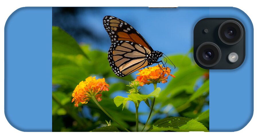 Monarch iPhone Case featuring the photograph Dote by Don Spenner