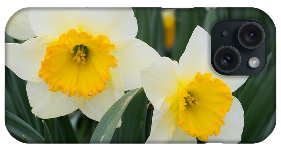 Daffodils iPhone Case featuring the photograph Double Daffodils by Holden The Moment