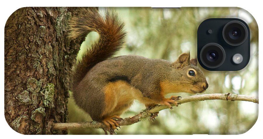 Photography iPhone Case featuring the photograph Douglas Squirrel by Sean Griffin