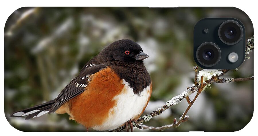 Spotted Towhee iPhone Case featuring the photograph Down coat - 365-290 by Inge Riis McDonald