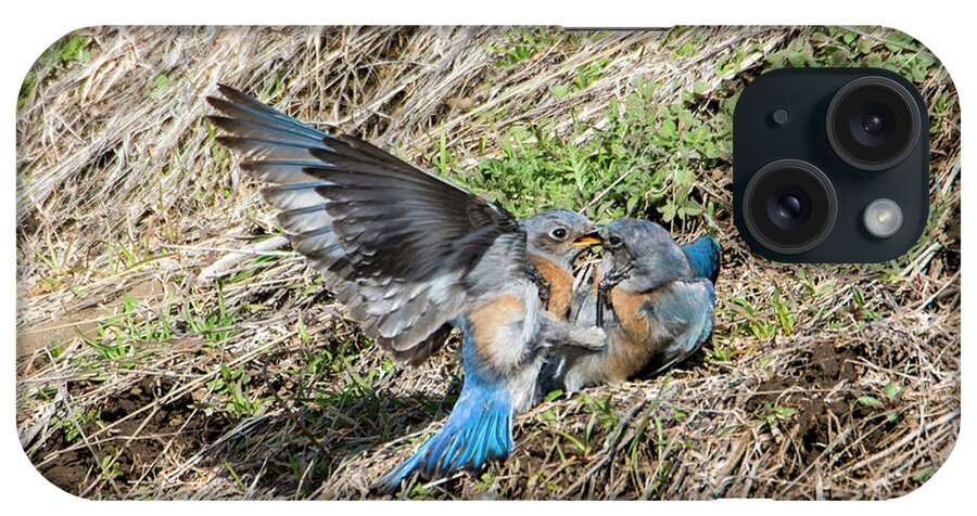 Western Bluebirds iPhone Case featuring the photograph Down for the Count by Michael Dawson
