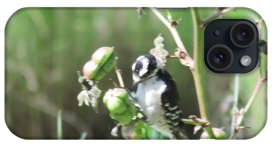 Downy Woodpecker iPhone Case featuring the photograph Downy on the Yucca Plant by B Rossitto