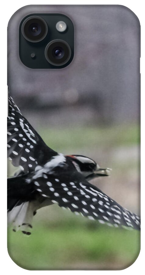 Jan iPhone Case featuring the photograph Downy Woodpecker in Flight by Holden The Moment