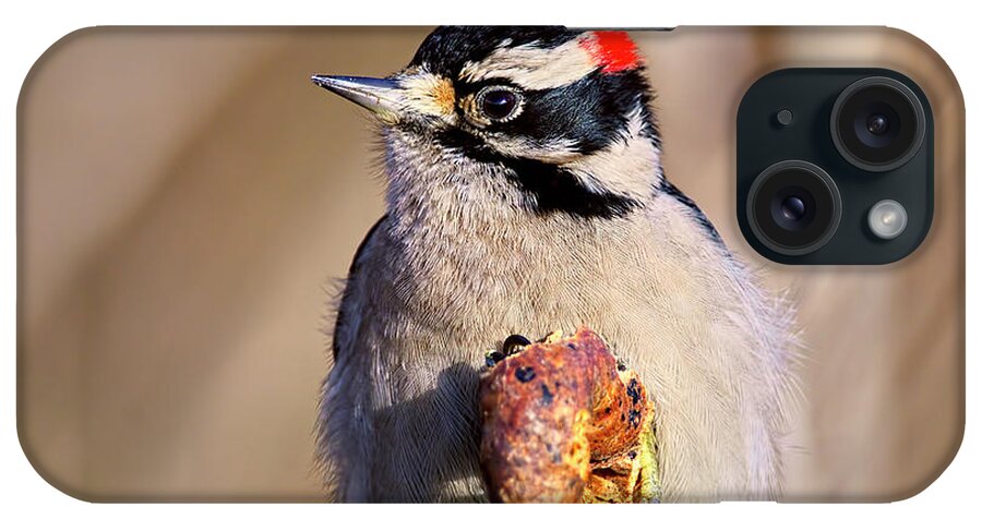 Downy Woodpecker iPhone Case featuring the photograph Downy Woodpecker by Sharon Talson