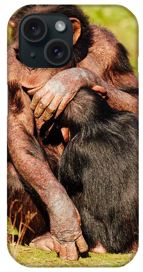 Dozing iPhone Case featuring the photograph Dozing nursing chimpanzee by Nick Biemans