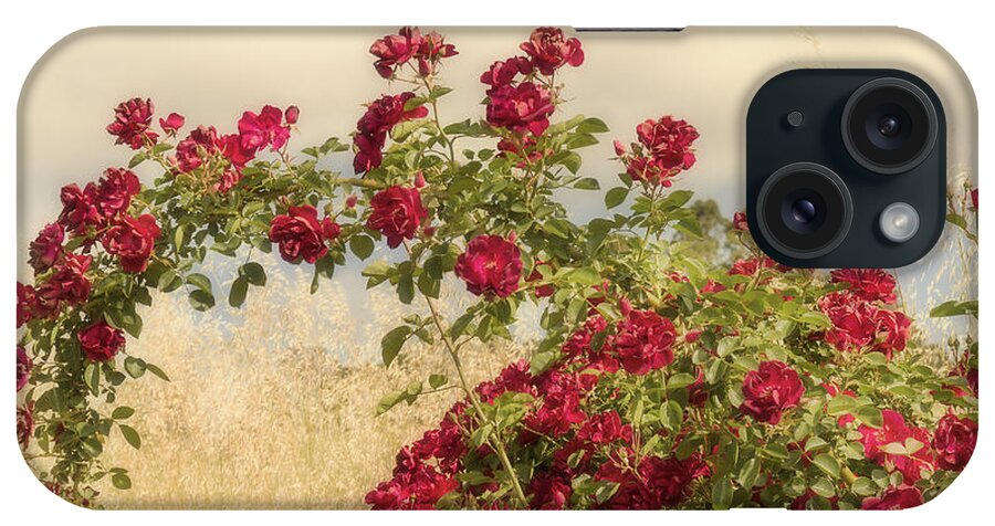 Rose iPhone Case featuring the photograph Dr. Huey by Elaine Teague