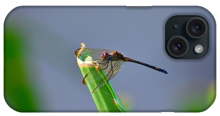Dragonfly iPhone Case featuring the photograph Dragonfly in Costa Rica by Richard Cheski