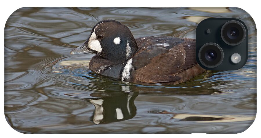 Harlequin Duck iPhone Case featuring the photograph Drake Harlequin Duck by Jim Zablotny