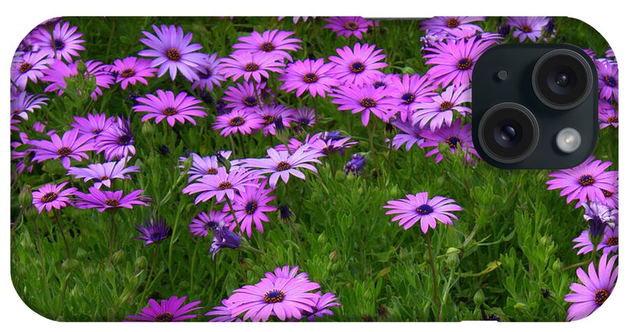 Floral iPhone Case featuring the photograph Dreaming of Purple Daisies by Carol Groenen