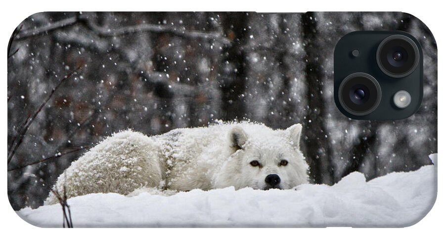 Cub iPhone Case featuring the photograph Dreams Of Warmer Weather by Heather King