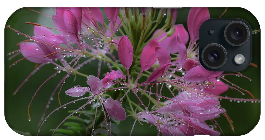 Cleome iPhone Case featuring the photograph Drenched With Love by Deborah Crew-Johnson