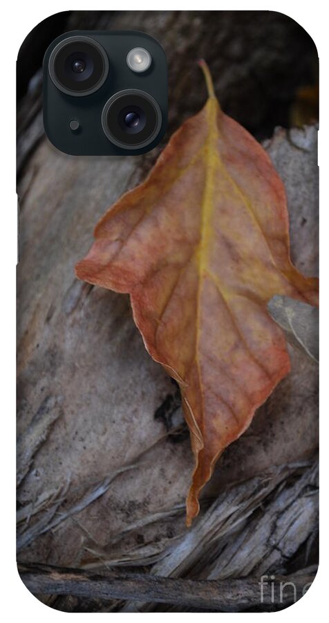 Fall iPhone Case featuring the photograph Dried Leaf on Log by Heather Kirk