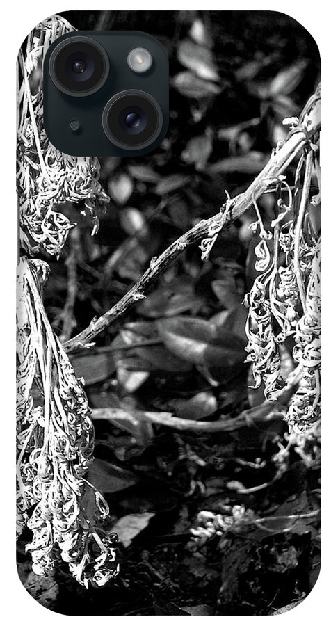 Garden Plant Plants Black White Dead Dried Three High Contrast Stark Macro Close Up Closeup Abstract Delaware iPhone Case featuring the photograph Dried Plant #81 by Raymond Magnani