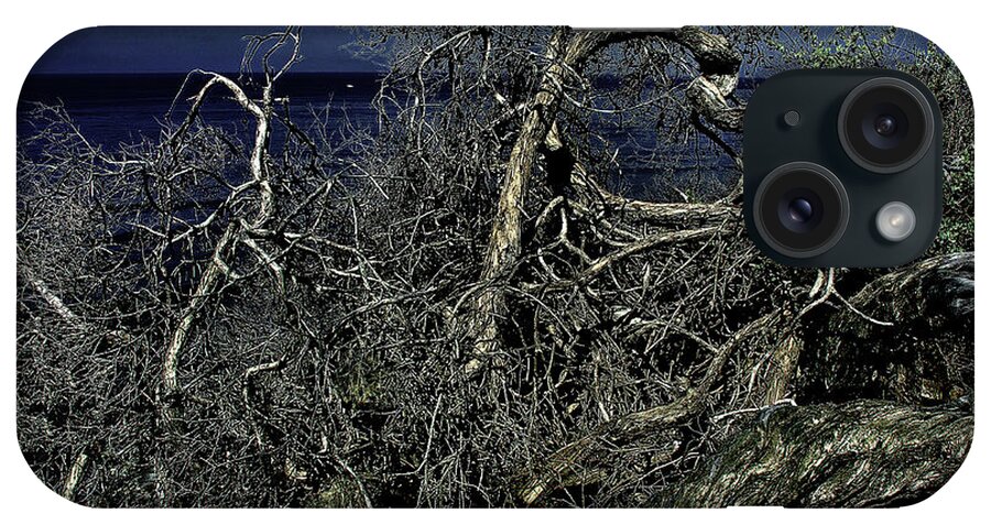 Tree iPhone Case featuring the photograph Driftwood on Shore by Joseph Hollingsworth