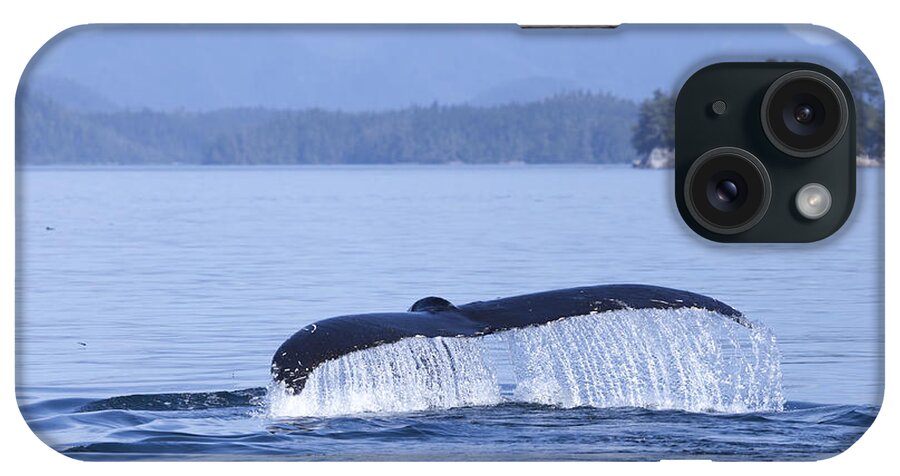 British Columbia iPhone Case featuring the photograph Dripping Whale Fluke by Michele Cornelius