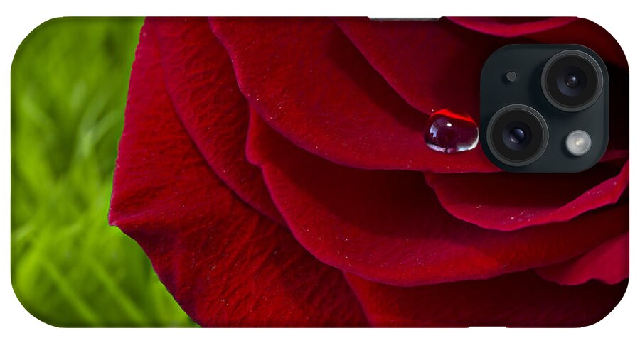 Wall Art iPhone Case featuring the photograph Drop on a Rose by Marlo Horne