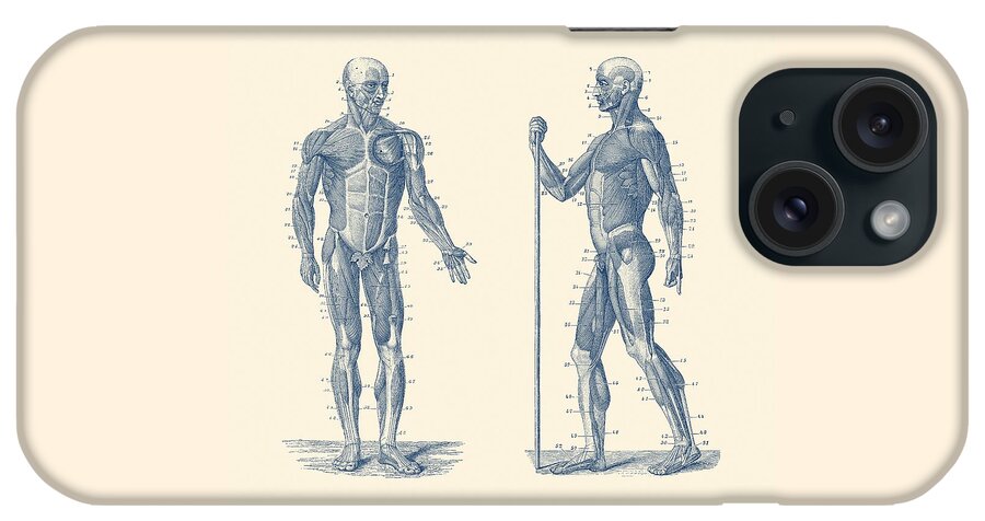 Muscles iPhone Case featuring the drawing Dual View Human Muscle System - Vintage Anatomy by Vintage Anatomy Prints