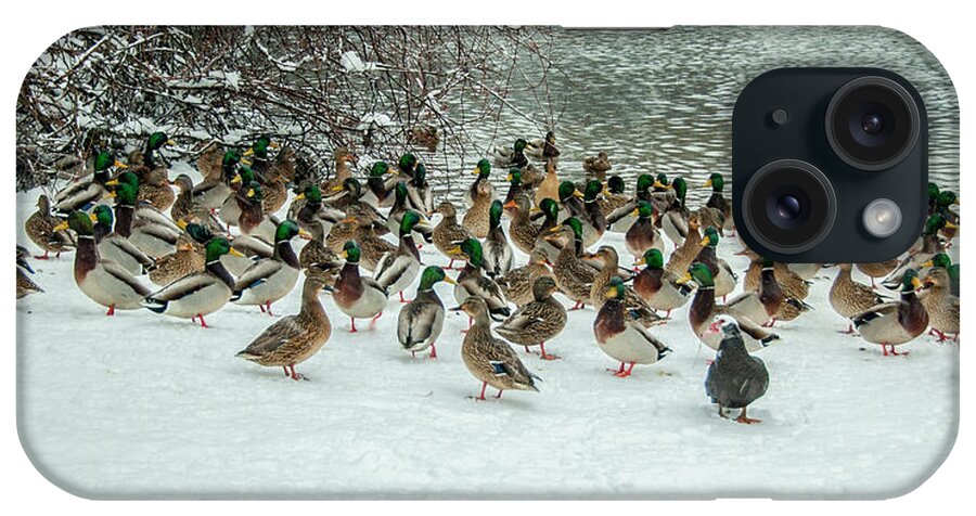 Ducks iPhone Case featuring the photograph Ducks Pond In Winter by Cathy Kovarik
