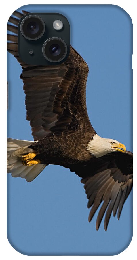 Eagle iPhone Case featuring the photograph Eagle in Sunlight by William Jobes