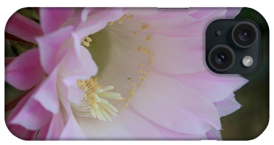Cactus iPhone Case featuring the photograph Easter Lily Cactus East by Marna Edwards Flavell