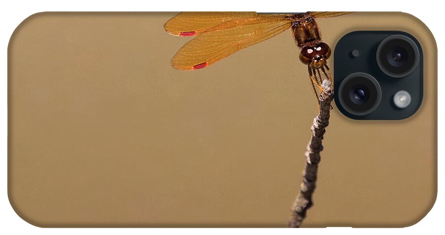 Dragonfly iPhone Case featuring the photograph Eastern Amberwing by Art Cole