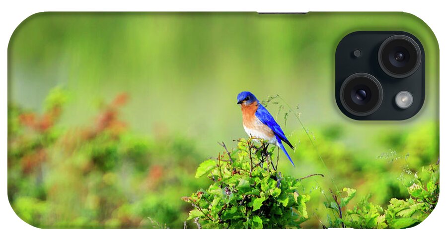 Gary Hall iPhone Case featuring the photograph Eastern Bluebird 5 by Gary Hall