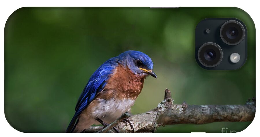Bluebird iPhone Case featuring the photograph Eastern Bluebird by Andrea Silies