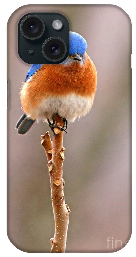 Bluebird iPhone Case featuring the photograph Eastern Bluebird Treetop Perch by Max Allen