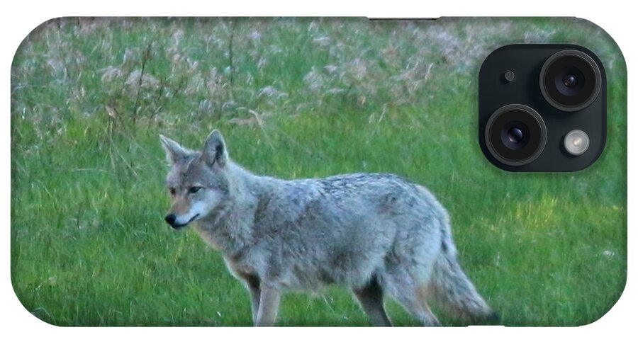 Coyote iPhone Case featuring the photograph Eastern Coyote in Meadow  by Neal Eslinger