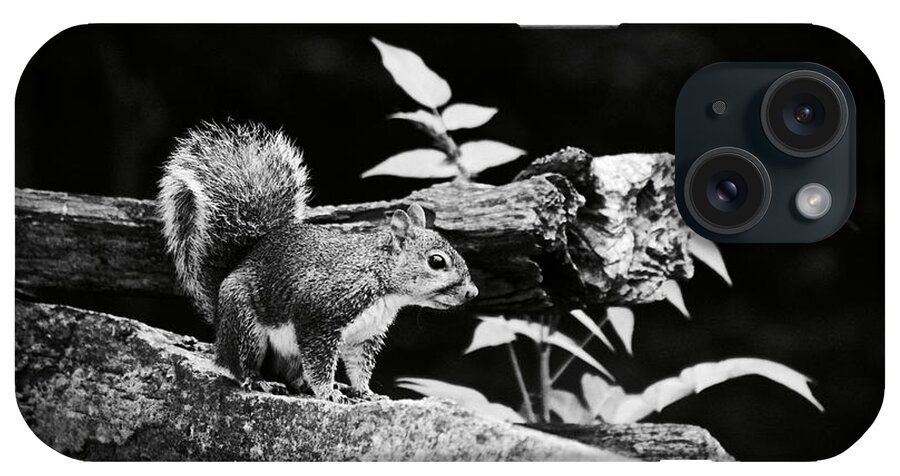 Squirrel iPhone Case featuring the photograph Eastern Gray by Rachel Morrison