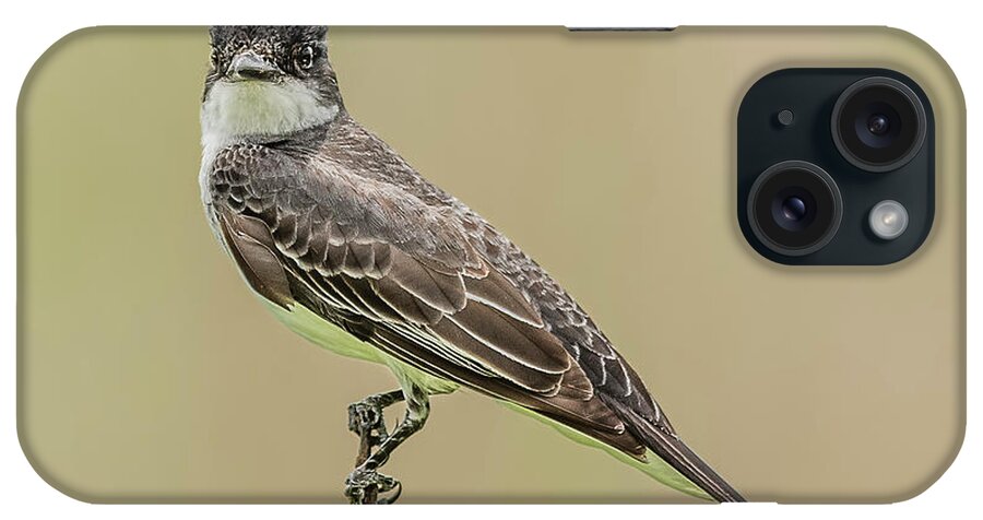 Eastern Kingbird Perched On A Branch iPhone Case featuring the photograph Eastern Kingbird Perched on a Branch by Morris Finkelstein