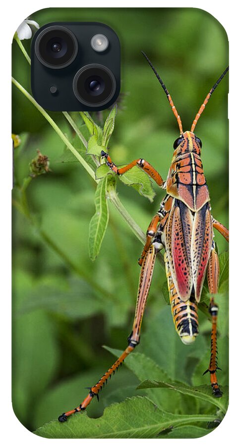 Eastern Lubber Grasshopper iPhone Case featuring the photograph Eastern Lubber Grasshopper by Saija Lehtonen