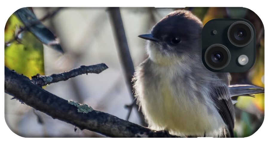 Wildlife iPhone Case featuring the photograph Eastern Phoebe by John Benedict