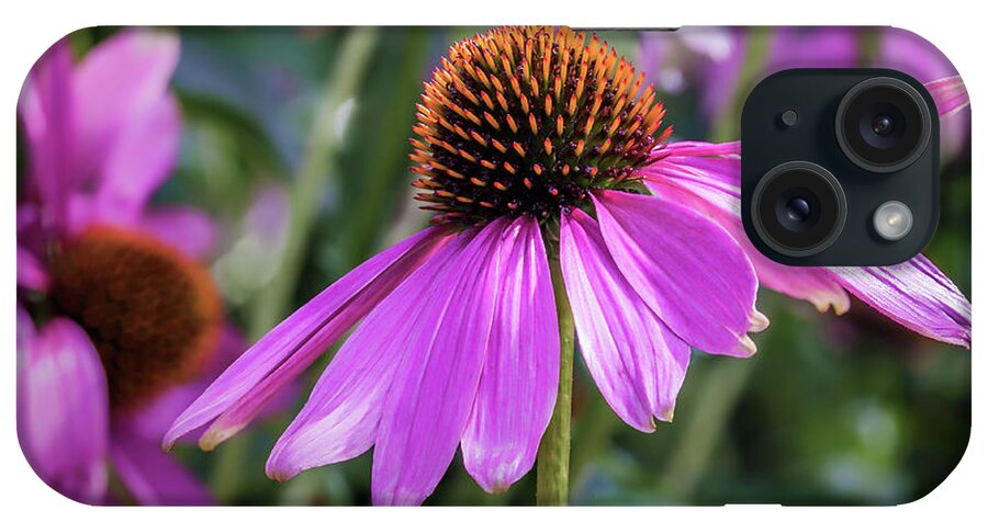 Asteraceae iPhone Case featuring the photograph Eastern Purple Coneflower by Tim Abeln