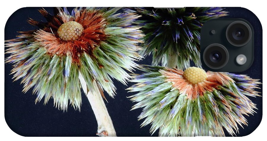 Echinops iPhone Case featuring the photograph Echinops Flower and Seeds by Jeff Townsend