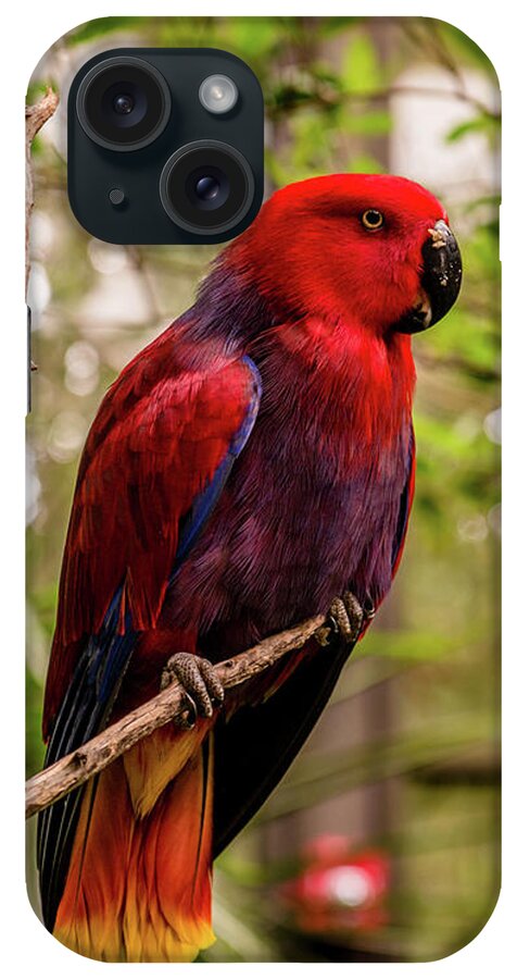 Eclectus Parrot iPhone Case featuring the photograph Eclectus Parrot by Cynthia Wolfe