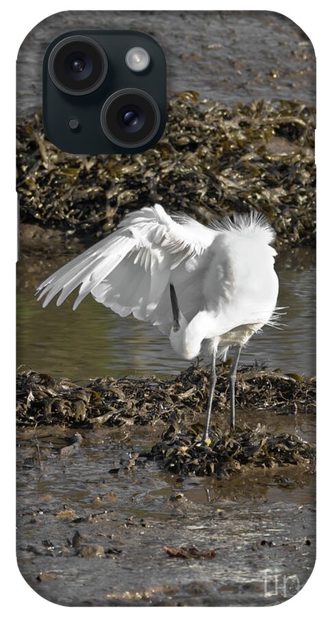Bird iPhone Case featuring the photograph Egret Preening by Terri Waters