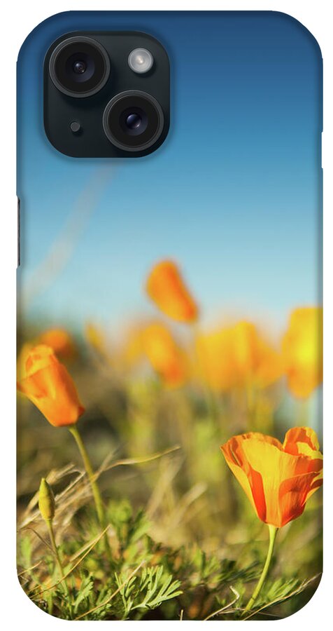 California Poppy iPhone Case featuring the photograph El Paso Poppies by SR Green