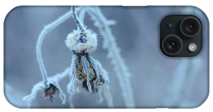 Winter Foliage iPhone Case featuring the photograph Elements Of Nature by Fraida Gutovich