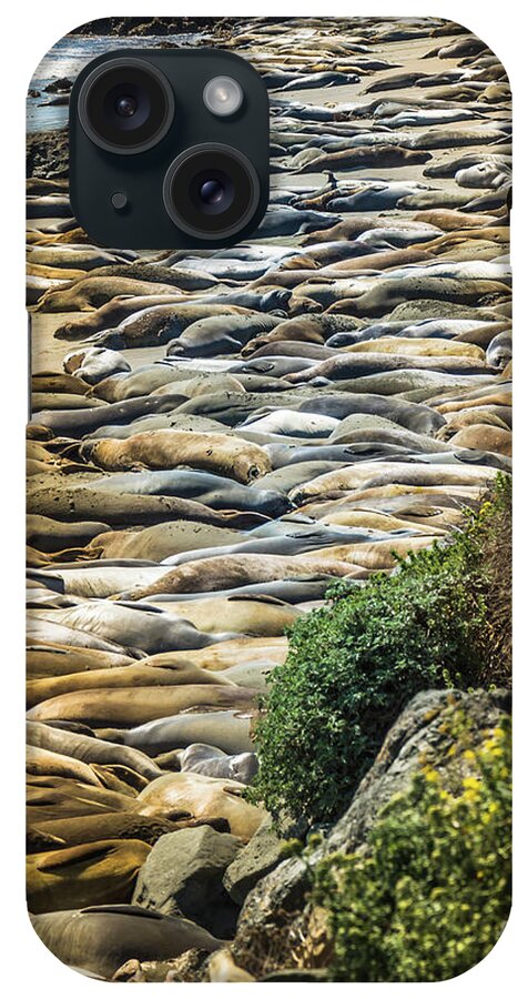 Wildlife iPhone Case featuring the photograph Elephant Seals Pierdras Blancas by Blake Webster