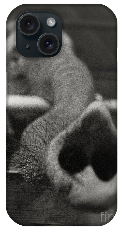 Elephant iPhone Case featuring the photograph Elephant Trunk by Martin Konopacki