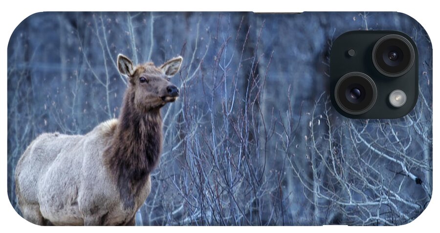 Elk iPhone Case featuring the photograph Elk at Dusk by Belinda Greb