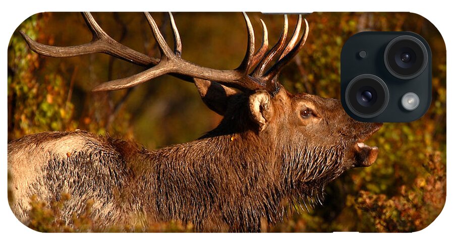 Elk iPhone Case featuring the photograph Elk Bull Bugling In Autumn Woodlands by Max Allen