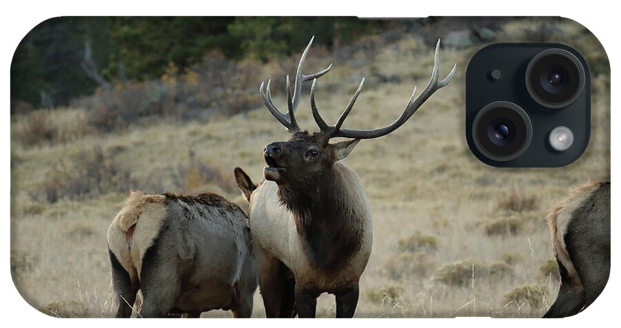 Elk iPhone Case featuring the photograph Elk Bull by David Diaz