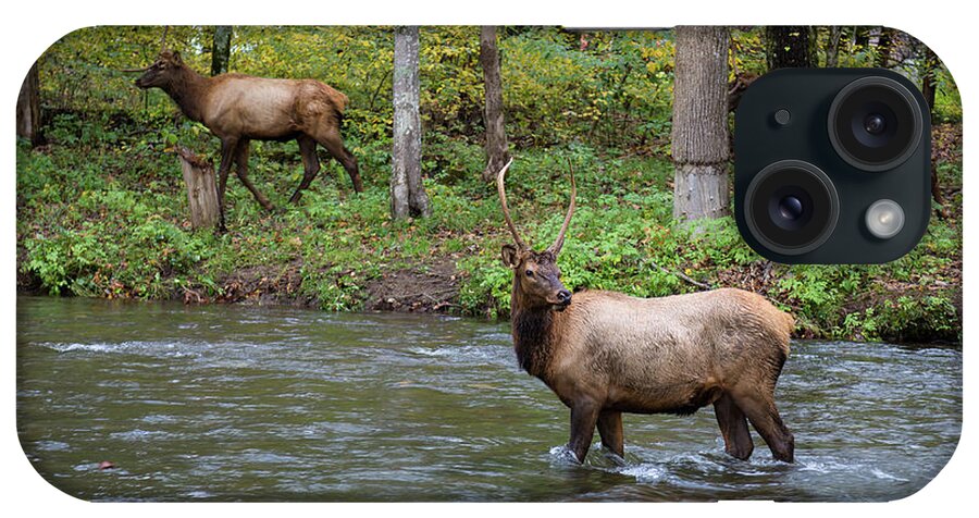 Elk iPhone Case featuring the photograph Elks by the Stream by Tim Stanley