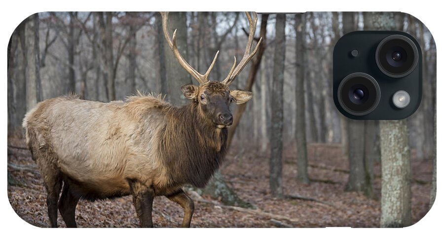 Bull iPhone Case featuring the photograph Elk Up Close by Andrea Silies